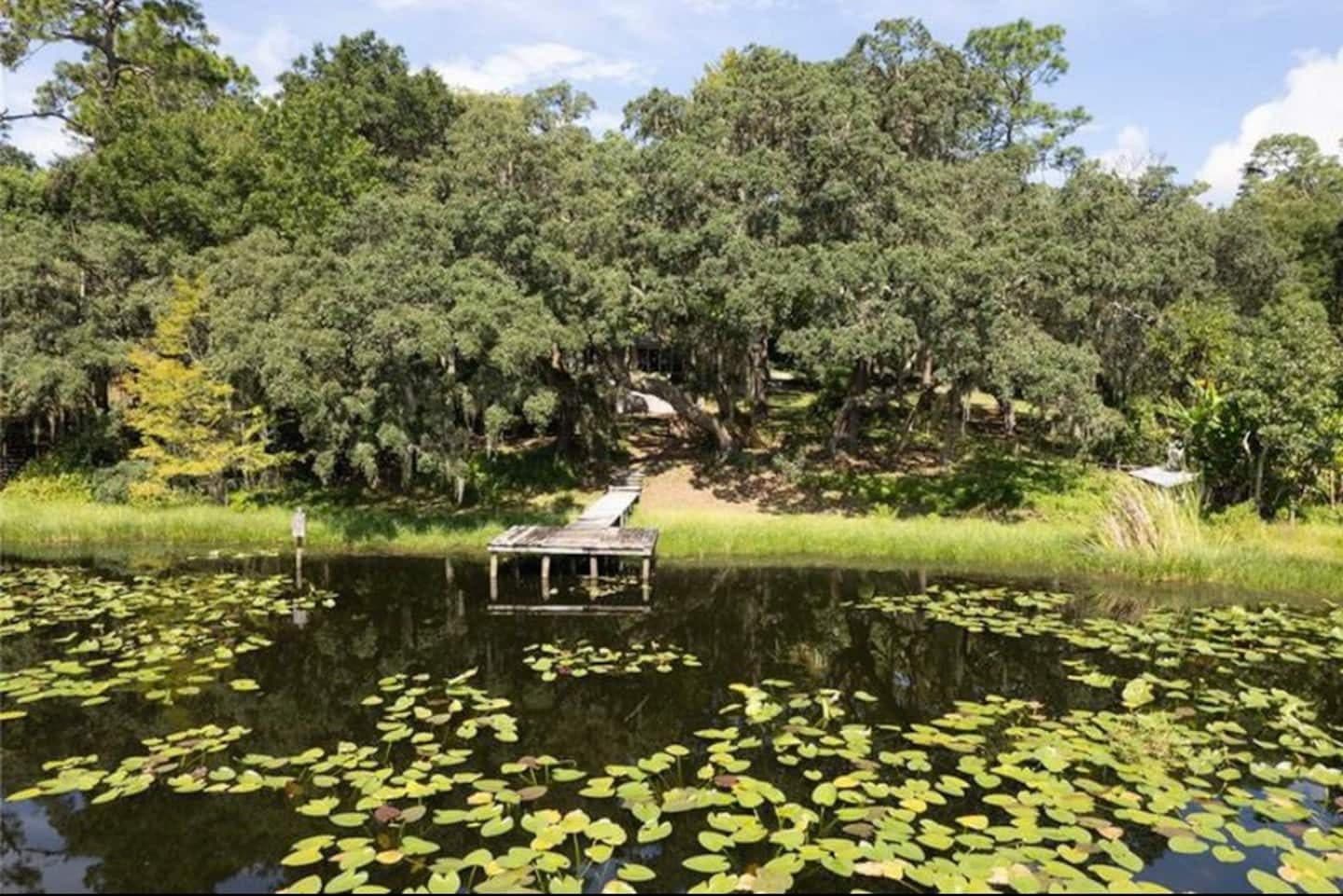 Lake with lily pads and a small dock in front of moss-draped oaks